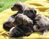Labradoodle