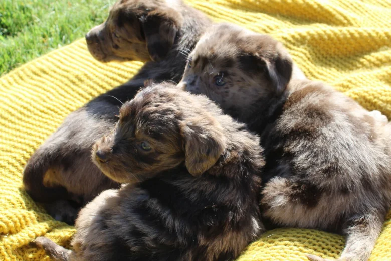 Labradoodle