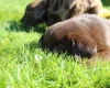Labradoodle
