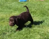 Labradoodle