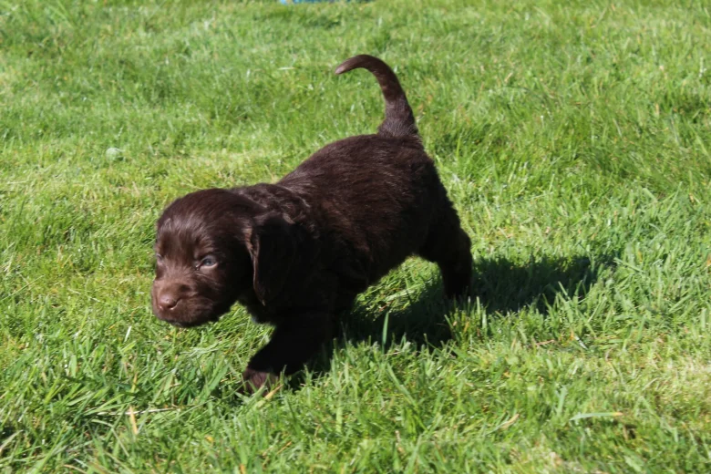 Labradoodle
