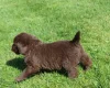 Labradoodle
