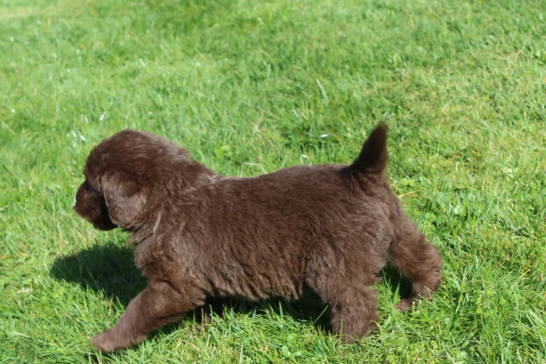 Labradoodle