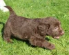 Labradoodle