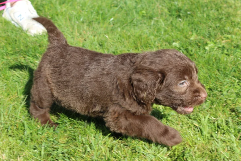Labradoodle