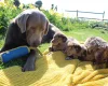 Labradoodle