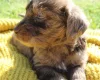 Labradoodle