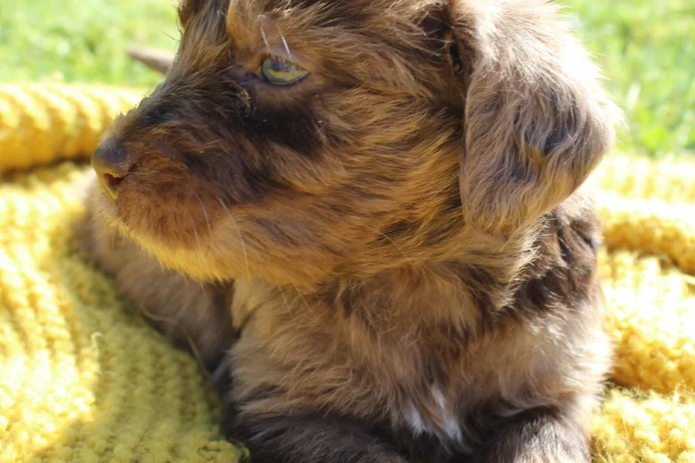 Labradoodle