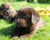 Labradoodle
