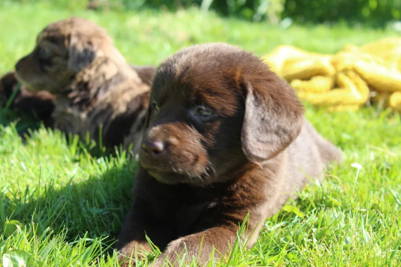 Labradoodle