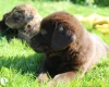 Labradoodle