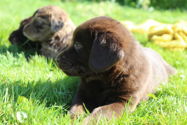 Labradoodle