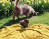 Labradoodle