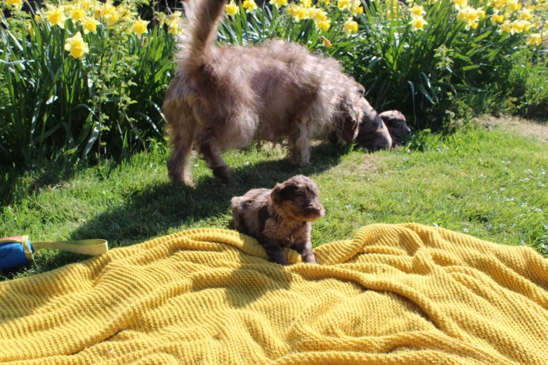 Labradoodle