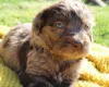 Labradoodle