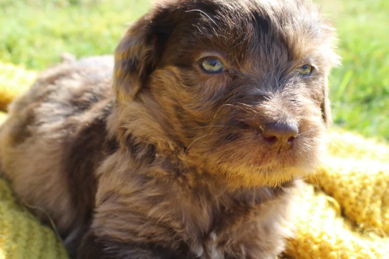 Labradoodle