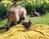 Labradoodle