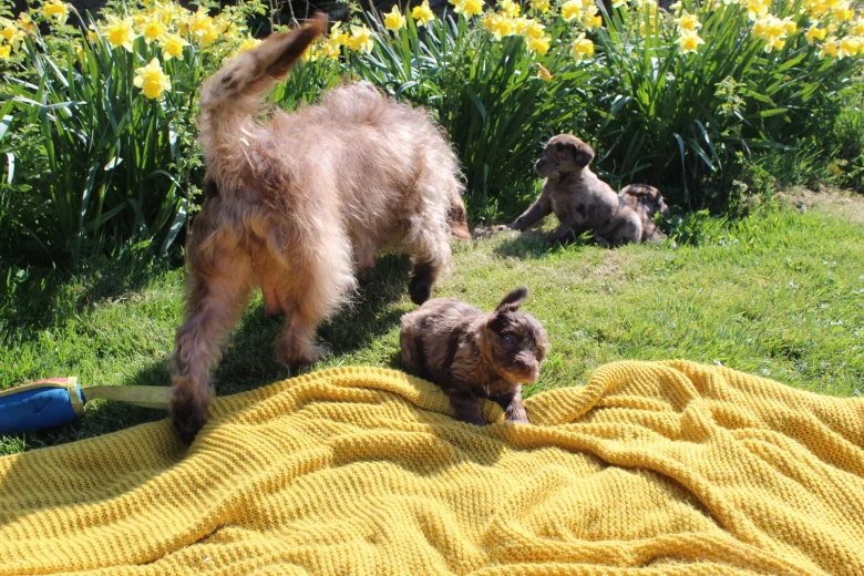 Labradoodle