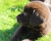 Labradoodle