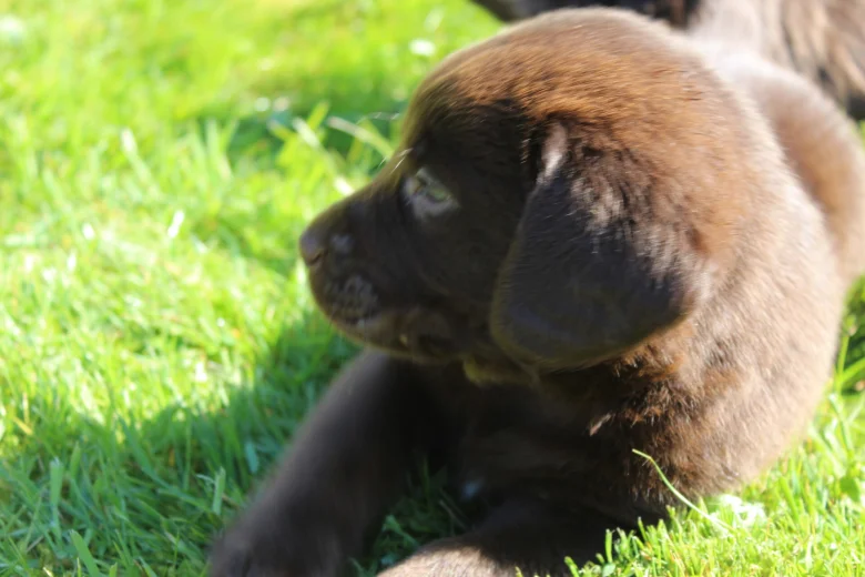 Labradoodle