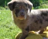 Labradoodle