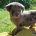 Labradoodle