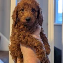 Labradoodle