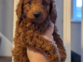 Labradoodle