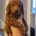 Labradoodle