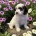 Labradoodle