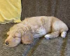 Labradoodle
