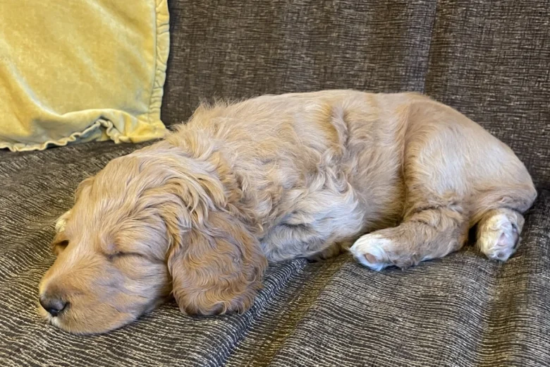 Labradoodle