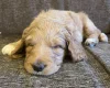 Labradoodle