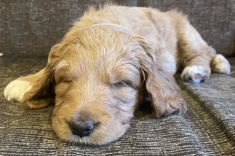 Labradoodle