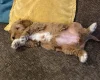 Labradoodle