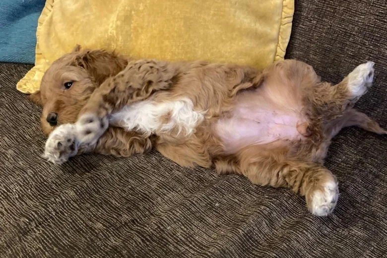 Labradoodle