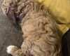 Labradoodle