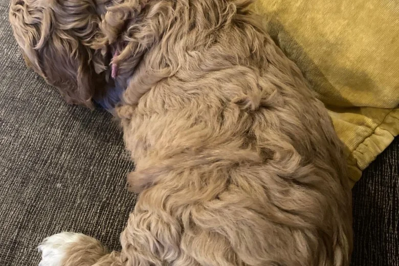 Labradoodle