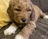 Labradoodle