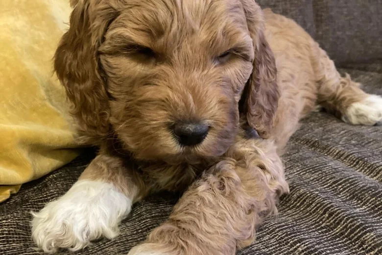 Labradoodle