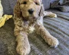 Labradoodle