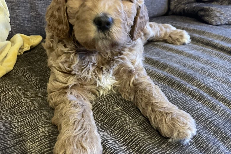 Labradoodle