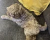 Labradoodle