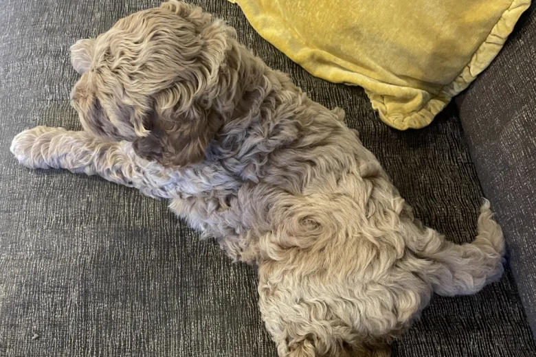 Labradoodle