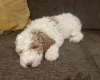 Labradoodle