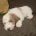 Labradoodle