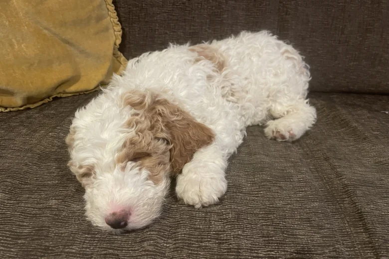 Labradoodle