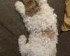 Labradoodle