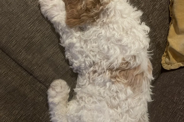 Labradoodle