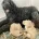 Labradoodle